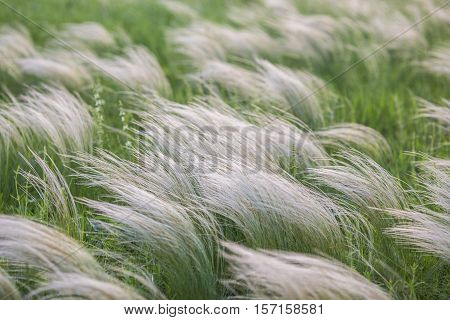Field With Wild Grasses At Sunset. Selective Focus.