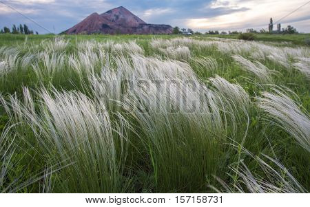 Steppe Of Feather Grass