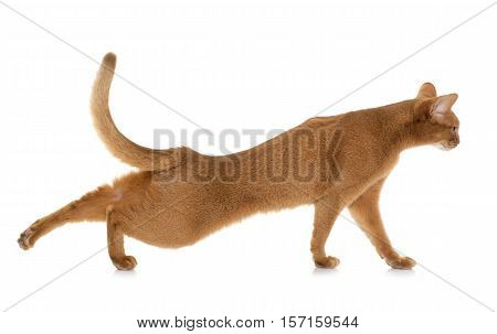 Abyssinian cat in front of white background
