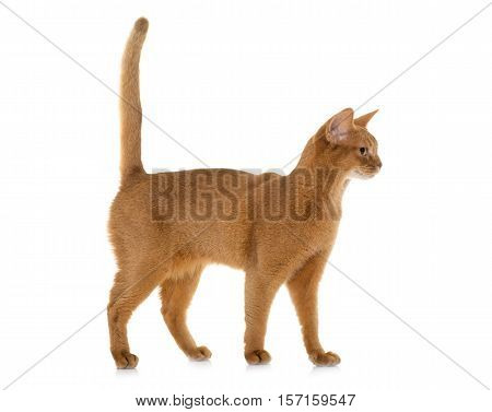 Abyssinian cat in front of white background