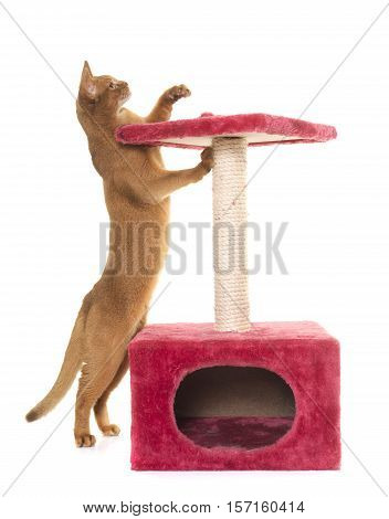 Abyssinian cat and scratching post in front of white background