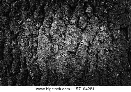 Black And White Bark Of Tree Background