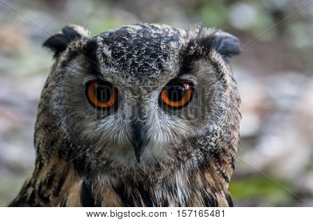 Evil eyes eagle owl with a sharp beak