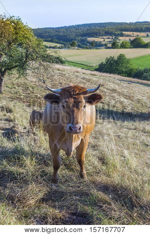 Cows Grazing At The Green Meadow In Sunset