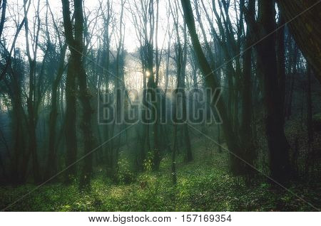 Moody green forest with the rays of light coming through.