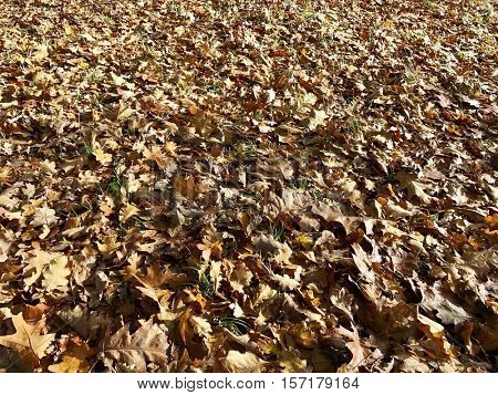 Carpet of autumn leaves