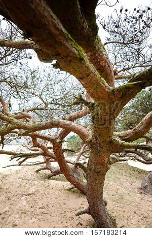 Curved pine tree on sand dune Drenthe Netherlands