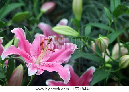 Close up of a single pink lily flower in full bloom