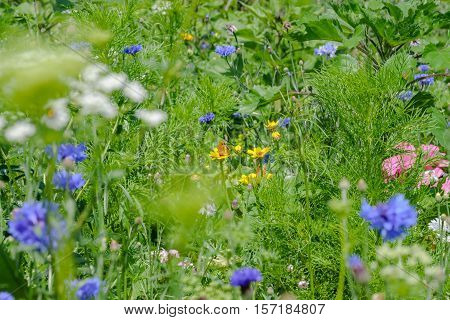Cornflowers Flowers also called Bachelor's button Bluebottle Boutonniere flower Hurtsickle or Cyani flower on a field in summer.