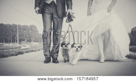 Walking with small dog of the bride on the morning of the wedding day