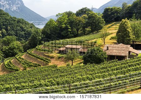 MAROGGIA, SWITZERLAND - JUNE 26, 2016: Vineyard along the road between Maroggia and Arogno (Ticino Switzerland) at summer