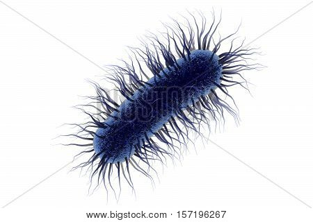 Escherichia coli bacterium, 3D illustration. Gram-negative bacterium with peritrichous flagella which is part of normal intestinal microflora and also causes enteric and other infections