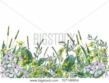 Panoramic view of wild meadow flowers and grass on white background. Horizontal border with flowers and herbs. Watercolor hand painting illustration.