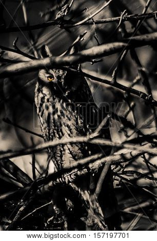 Owl is hiding between the branches. Birds, animals,