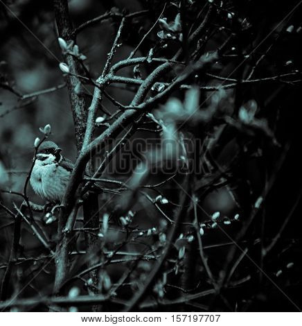 Sparrow is hiding in the branches. Birds, animals