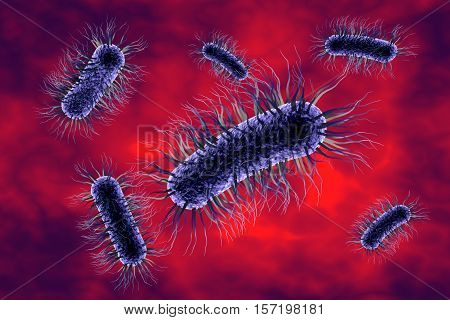 Escherichia coli bacterium, 3D illustration. Gram-negative bacterium with peritrichous flagella which is part of normal intestinal microflora and also causes enteric and other infections