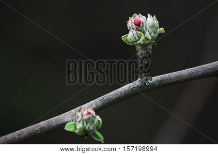 Little apple bud is starting blooming. Flower, tree, fruits