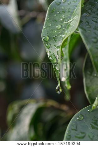 close-up raindrop falling on green leaf of Ficus benjamina raindrops in detail vertical