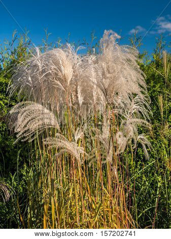 Clump of giant Miscanthus grass against blue sky