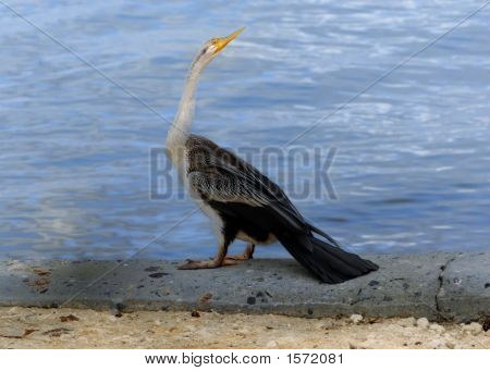 Australijski Darter