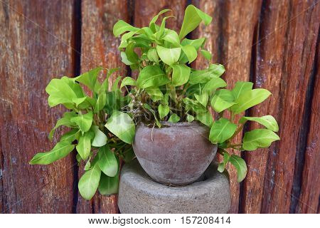 Pothos pot plant With a background as a flap brown wood.
