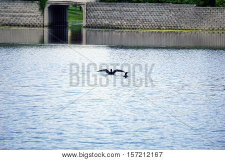 Two double crested cormorants (Phalacrocorax auritus) swim in a small lake in Joliet, Illinois during May.