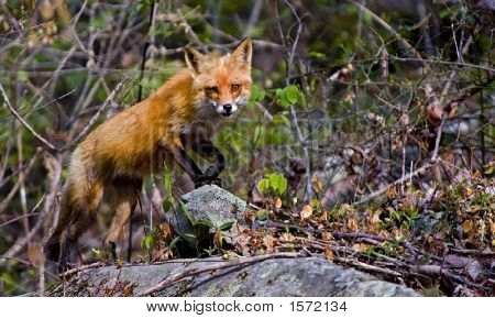 Fox на бегу