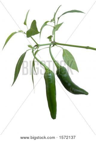 Green Pepper