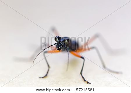 Closeup on a Trycondyla Annulicornus carabidae standing on a white ground
