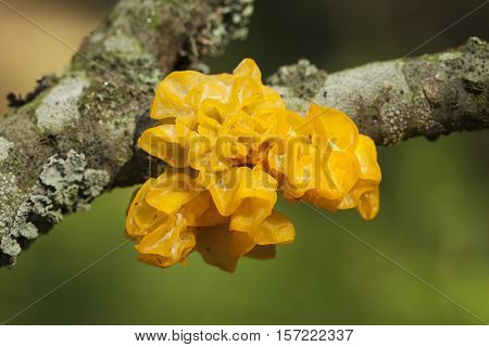 fungi with yellowish gelatinous sporophores on branch