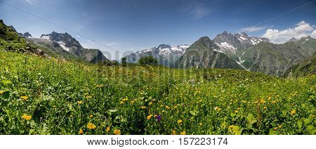 Panorama of alpine meadow with flowers in Klych highland pass near border of Georgia - Abkhazia