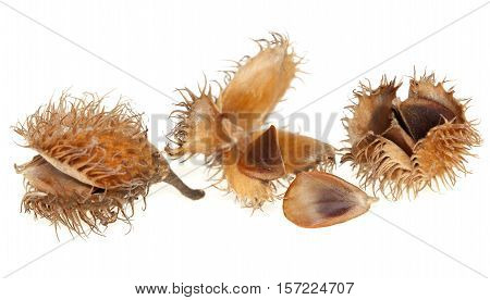 spilled seed with beech fruit on white background