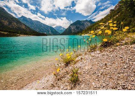 Wide View Of Lake Plansee With Dandelions In Front