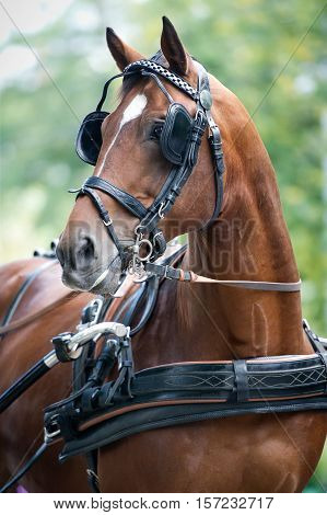 Portrait of bay carriage driving horse outdoor