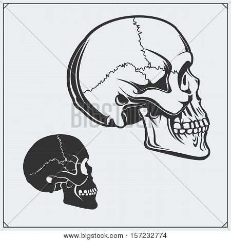 Vector illustration of skulls isolated on gray background.
