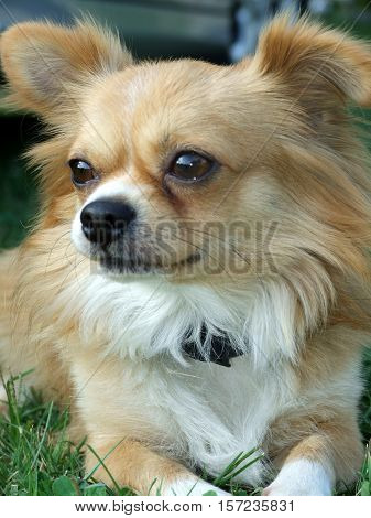 Dog chilling in a beautifull green grass