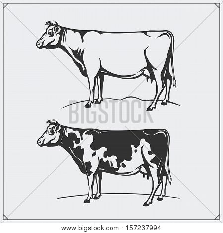 Vector meat labels and illustration of cows. Templates for design meat emblems.