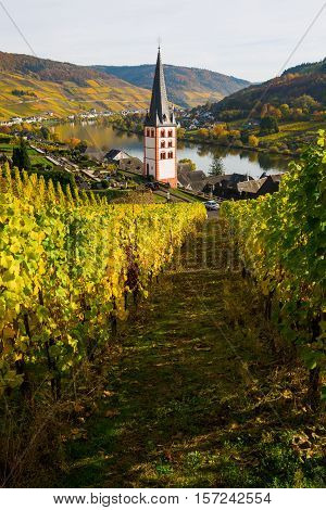 Vineyards At Merl, Germany, In Autumn