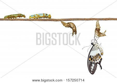 Isolated Transformation Of Banded Swallowtail Butterfly (papilio Demolion)