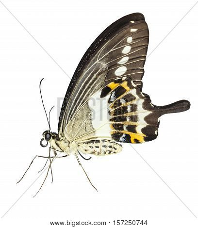 Isolated Of Banded Swallowtail Butterfly (papilio Demolion) On White
