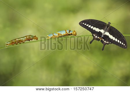 Caterpillars 4Th And 5Th With Banded Swallowtail Butterfly (papilio Demolion)