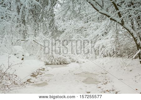 Snow-covered trees plants forest in winter filter, effect. Natural winter Christmas New Year background. Woodland snow under.
