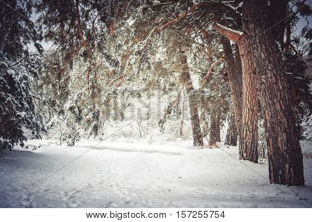Snow-covered trees plants forest in winter filter, effect. Natural winter Christmas New Year background. Woodland snow under.