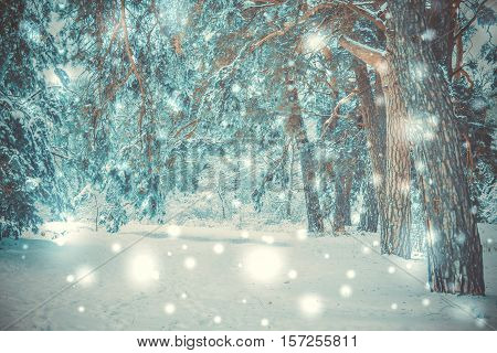 Snow-covered trees plants forest in winter filter, effect. Natural winter Christmas New Year background. Woodland snow under.