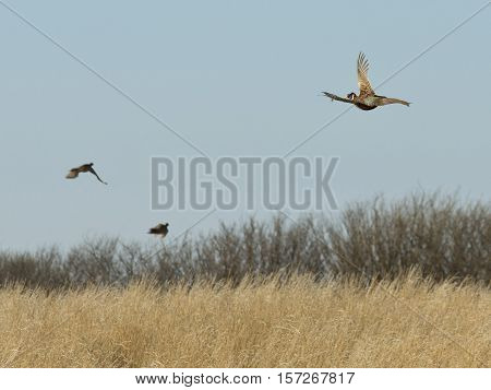 A flock of flying Ring-neck pheasants in North Dakota