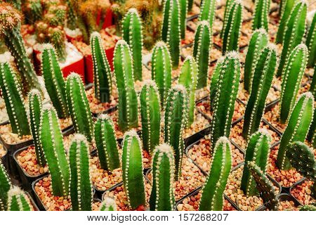 Various cactus plants Group of cactus in pot