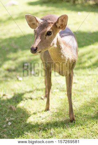 Face Of Deer Mammal Animal In Park