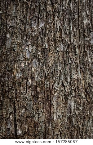 The texture of the old wooden bark