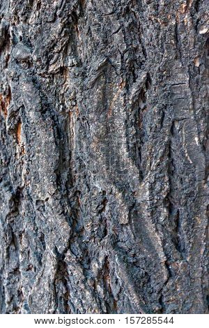 Apricot bark macro photograph for closeup texture