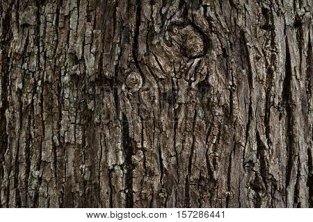 The texture of the old wooden bark